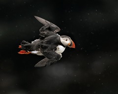 Puffin Bird II