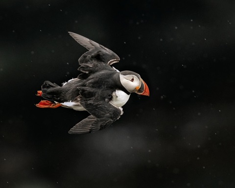 Puffin Bird II
