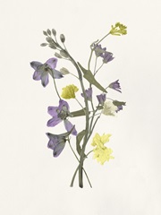 Lavender Pressed Keepsakes I