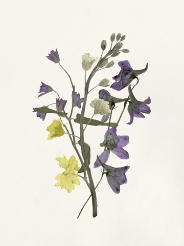 Lavender Pressed Keepsakes II