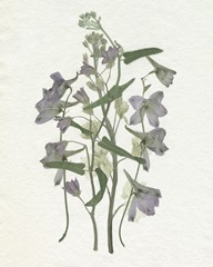 Faded Pressed Bouquet I