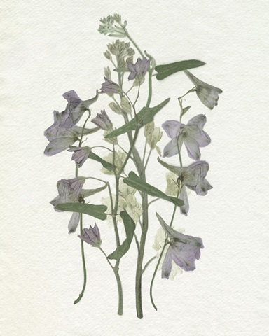 Faded Pressed Bouquet I