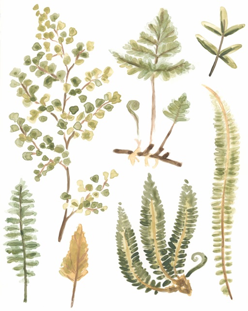 Fern Nature Collection I