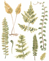 Fern Nature Collection II