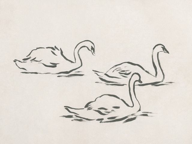 Swan Sketch II