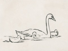 Swan Sketch III