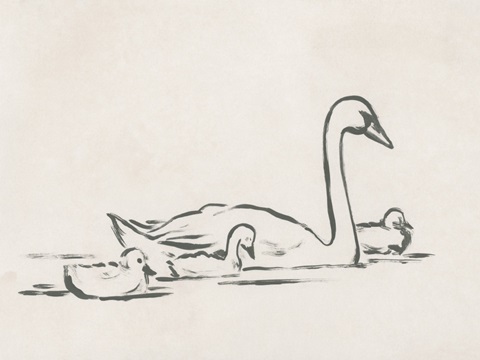 Swan Sketch III
