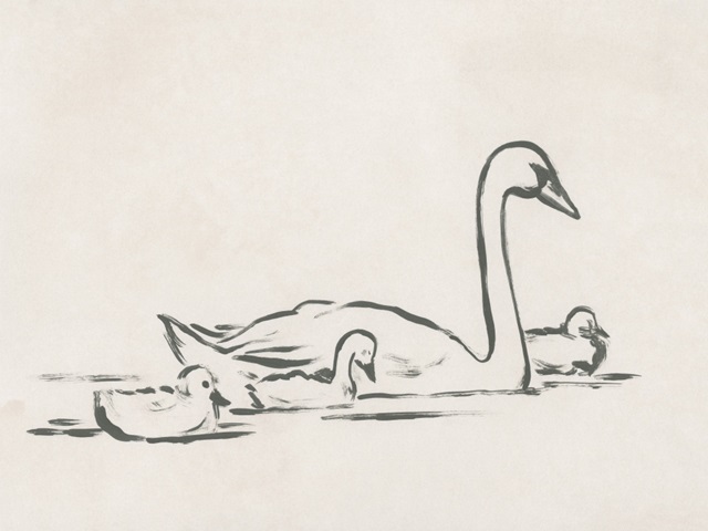 Swan Sketch III