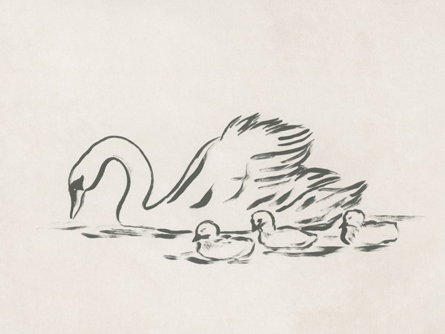 Swan Sketch IV
