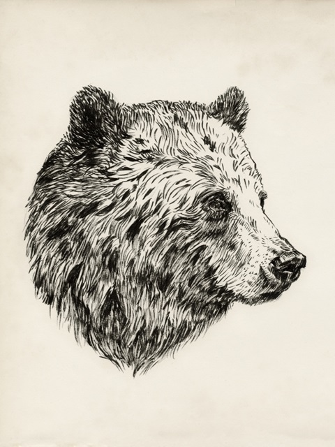 Bear Ink Sketch I