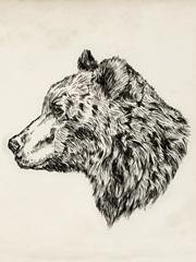 Bear Ink Sketch II