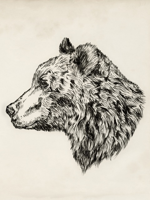 Bear Ink Sketch II