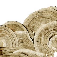 Overlapping Tree Rings I