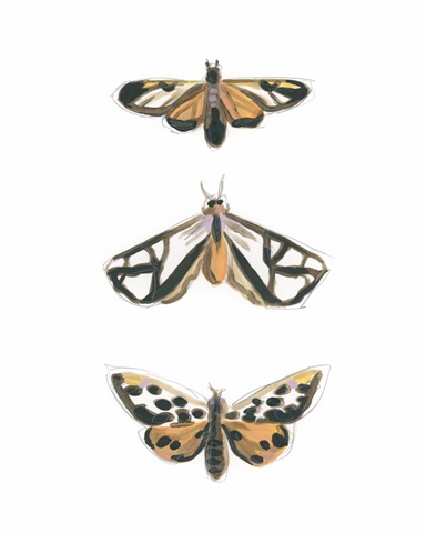 Yellow Moths I