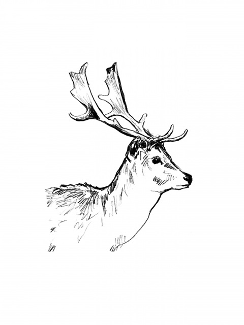 Deer Sketch I