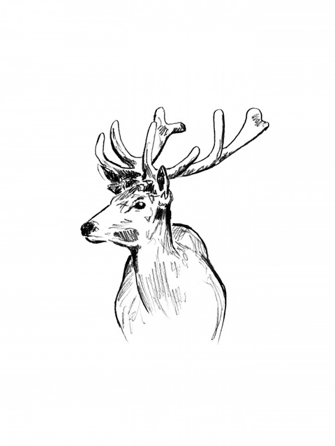 Deer Sketch II