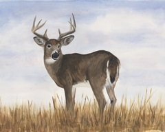 Big Sky Whitetail I