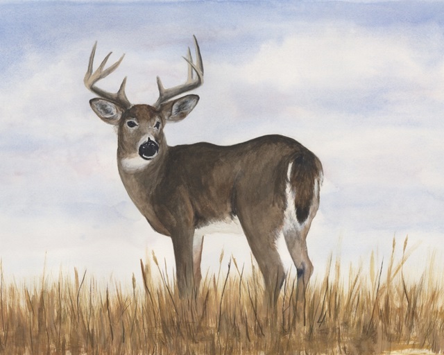 Big Sky Whitetail I