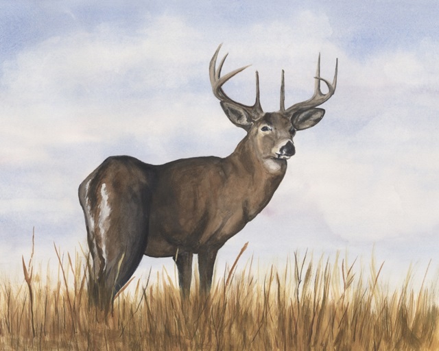 Big Sky Whitetail II