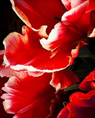 White Tipped Red Tulip I
