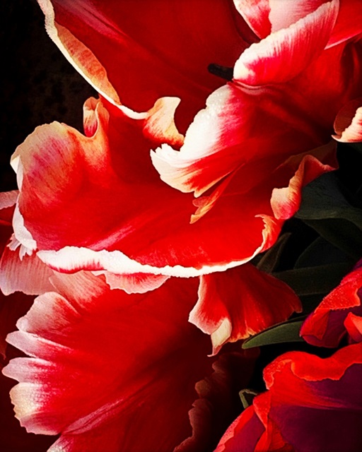 White Tipped Red Tulip I