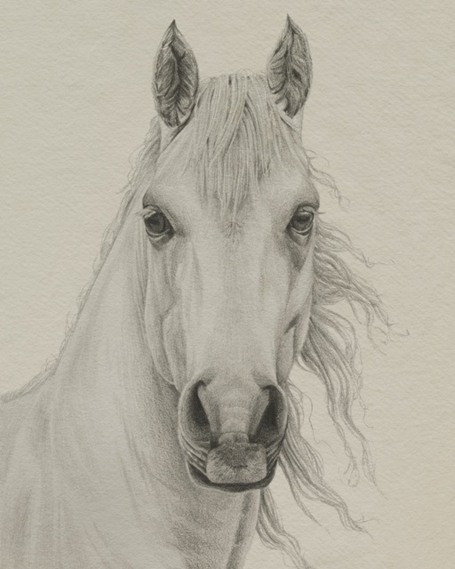 White Horse Portrait I