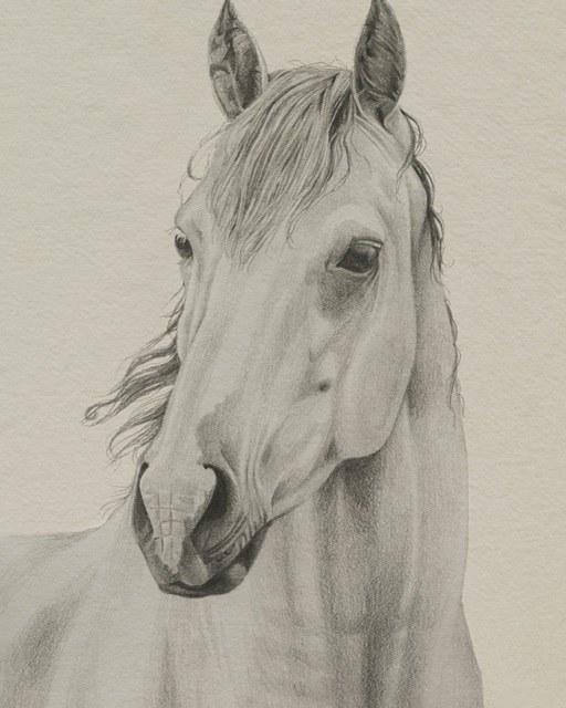 White Horse Portrait II