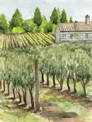 Vineyard I