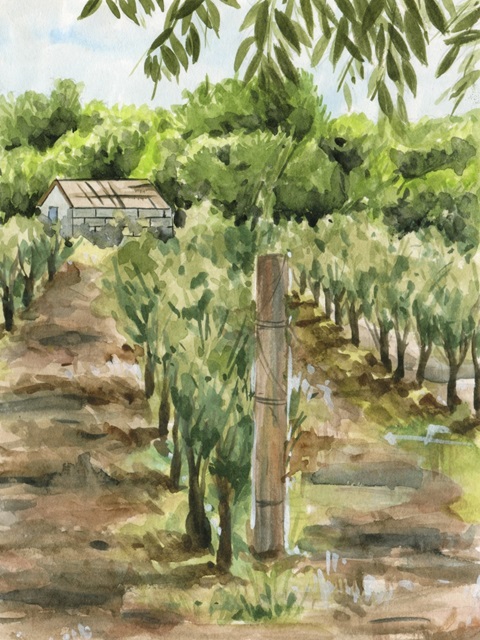 Vineyard II