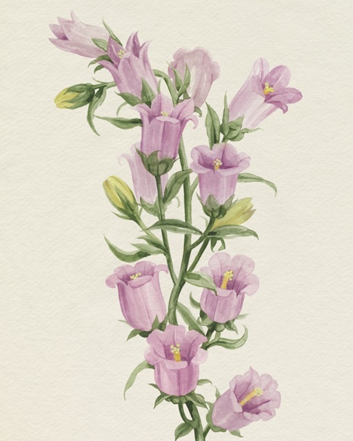 Canterbury Bells I