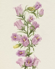 Canterbury Bells II