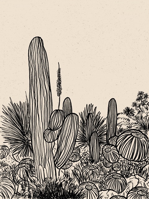 Cactus Drawing I