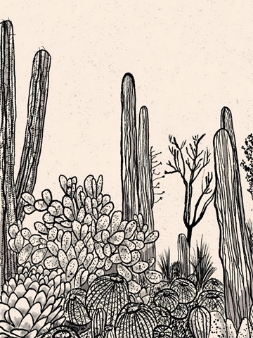 Cactus Drawing II