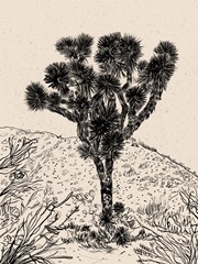 Cactus Drawing III
