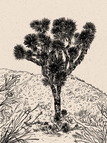 Cactus Drawing III