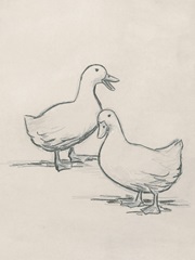 Duck Sketch I