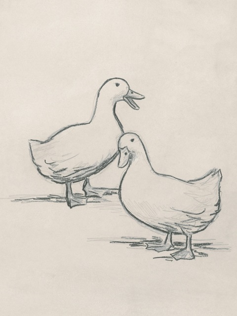Duck Sketch I