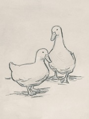 Duck Sketch II