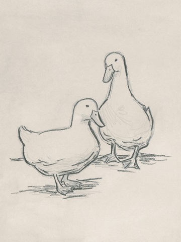 Duck Sketch II