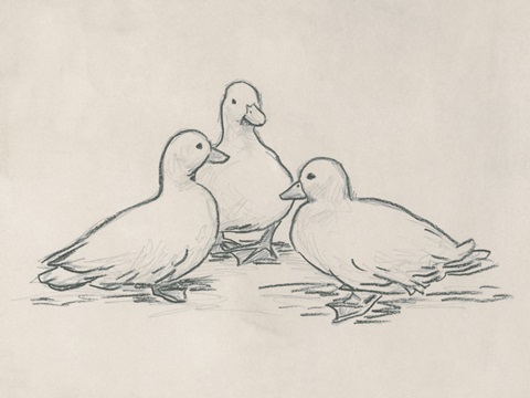Duck Sketch III