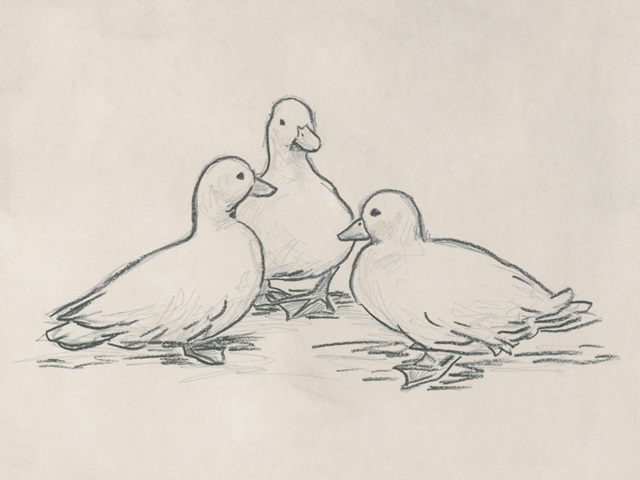 Duck Sketch III