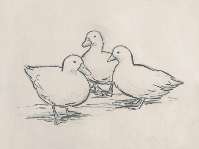 Duck Sketch IV