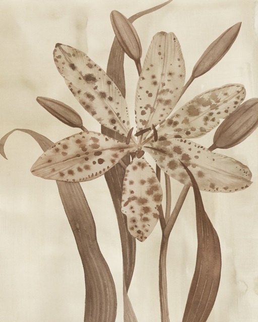Leopard Lily II