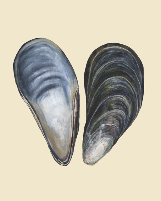 Bivalve Shells I