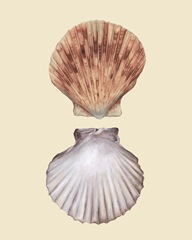 Bivalve Shells III