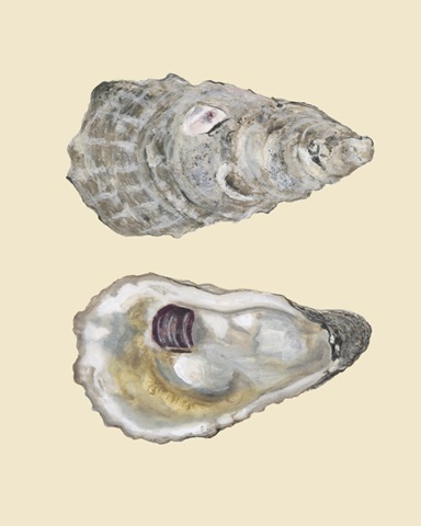 Bivalve Shells IV