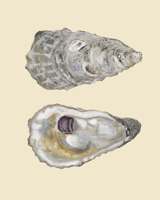 Bivalve Shells IV