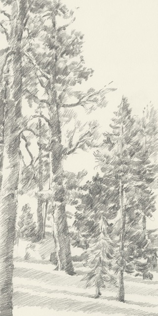 Northwestern Tree Study I