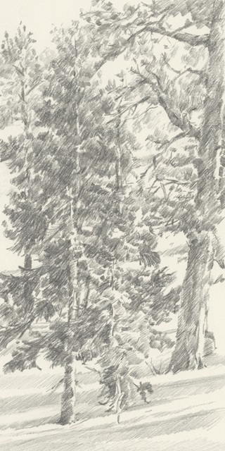 Northwestern Tree Study II