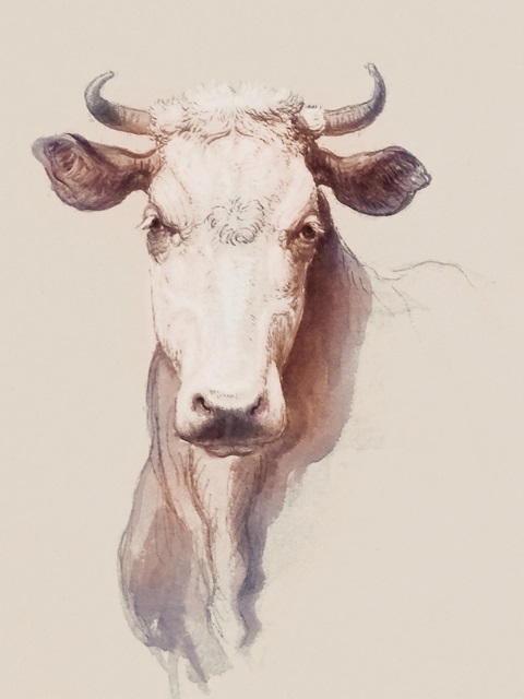 Bovine Concept I